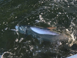 Big Bonita Springs Tarpon On Fly