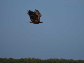 Bonita Springs Golden Eagle