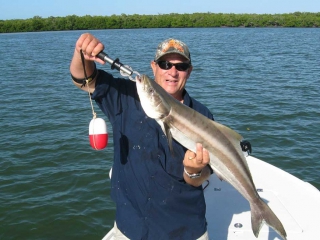 Cobia On Crankbait In Bonita Springs