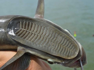 Remora Photo