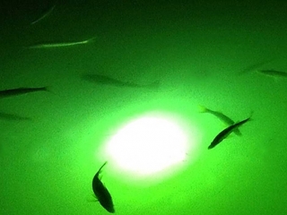 Snook On The Dock Lights